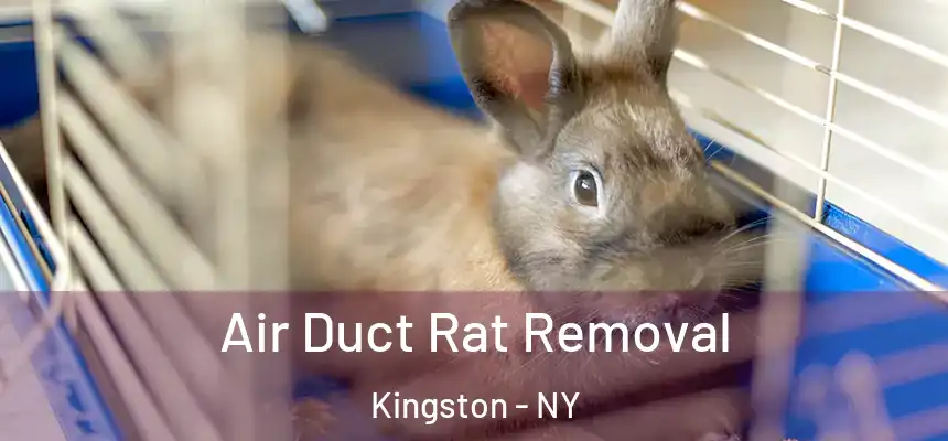 Air Duct Rat Removal Kingston - NY