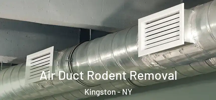  Air Duct Rodent Removal Kingston - NY
