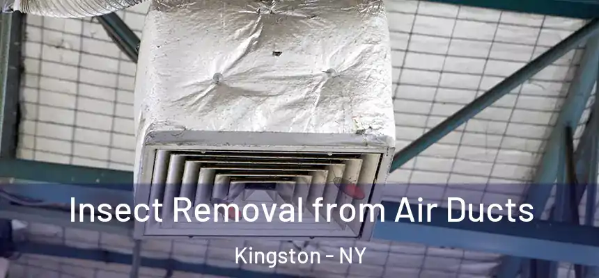 Insect Removal from Air Ducts Kingston - NY